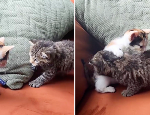 Single Kittens Meet for the First Time, and It’s Hilariously Awkward