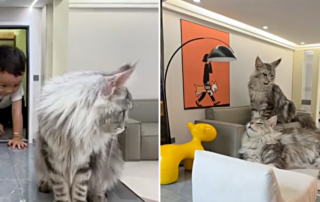 Xing Zhilei, luxury cat house in China, over-the-top cat house, luxury apartment for cats