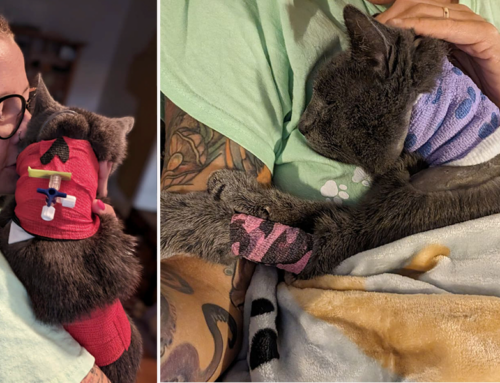 Beloved Community Cat ‘Pakman’ Overcomes Cruel Attack and Touches Countless Hearts