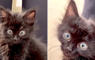 Baby Kitten Rescue, Los Angeles, Pebbles the black kitten has bedhead, Mazikeen, Cole and Marmalade, black fluffy cats, ear tufts, messy fur