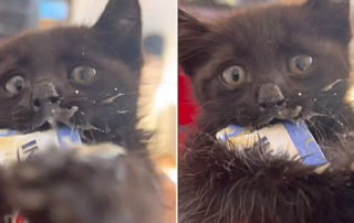 What Was it Like the First Time You Tried Your New Favorite Food: Kitten Edition, Balam Says, Balam Foundation, Mexico, black kitten eats Churu