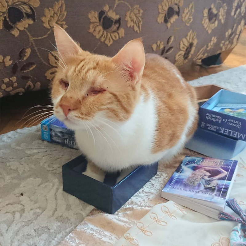 Ray sits in a box, Blind cat, Happy Cat Family, Finland