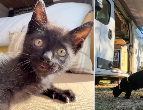 Adopted Adventure Kitten is the ‘Main Character’ on a Purrmanent Vacation