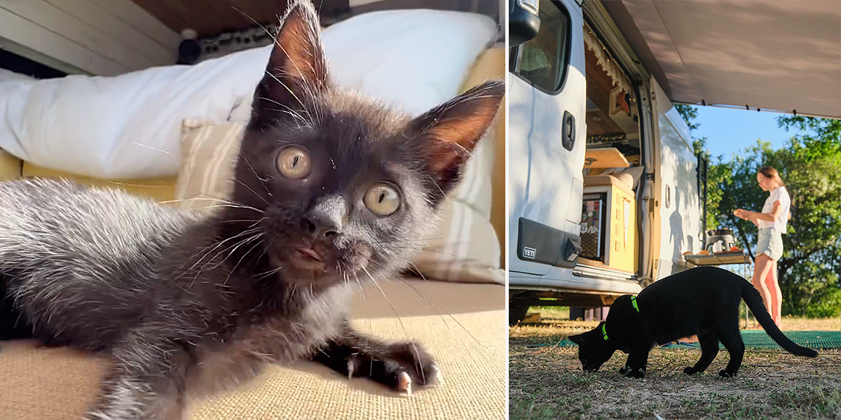 Yeti the Van, Michael and Acacia, Rusks the Adventure Kitten, Vanlife South Africa