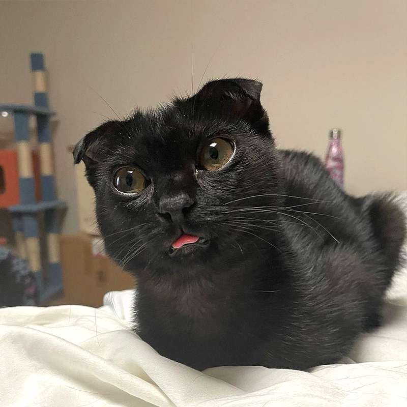 Soot gives a tongue blep, rescued black kitten with ears like a Scottish Fold