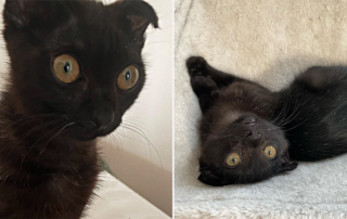 Black rescued kitten with folded ears, South Korea, Soot Sprite, Licorice Lucy and Soot, Gabrielle