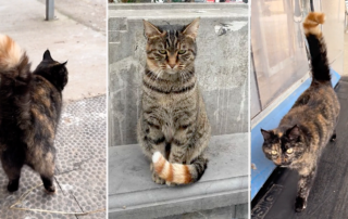 MamouChat from France, Torbie with orange splash tail, maikoh.the.wolf, Torbie cats with unusual orange patches, genetics, chimera, coat color, Reddit/Kattjavel, Reddit/Stormaris