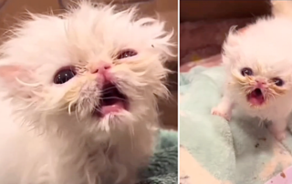 Wisp, Rags to Riches Animal Rescue Inc., Dominque Amerosa, Tampa, mess, hot mess, Persian rescued kitten, Florida