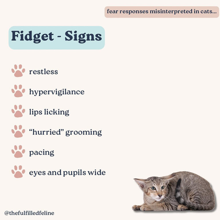 Two Often Misinterpreted Ways a Cat May React to Fear and Stress - Cole ... - Cat Anxiety And Fear Response Reduction