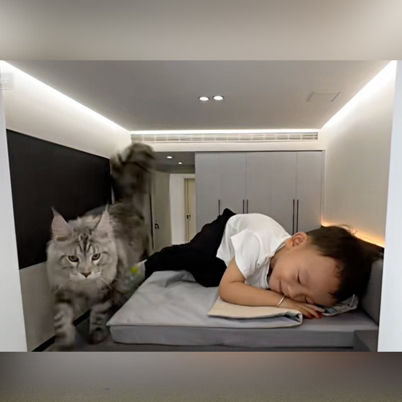 Xing Zhilei, casa per gatti di lusso in Cina, casa per gatti esagerata, appartamento di lusso per gatti, 2