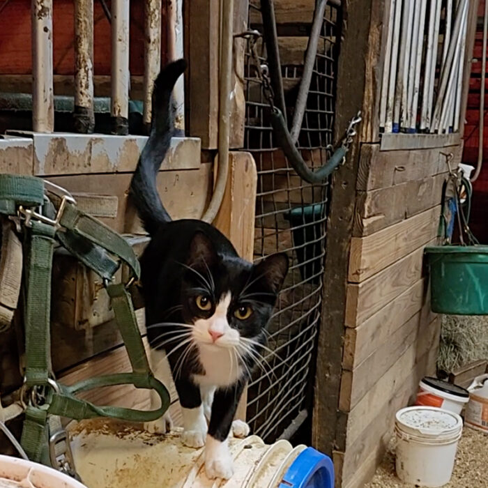 Louisiana 'Barn Cat Lady' Hopes to Change How Everyone Sees These ...