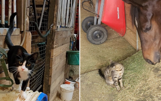 Rochelle, Barn Cat Lady, central Louisiana, Opelousas, barn cats, feral cats