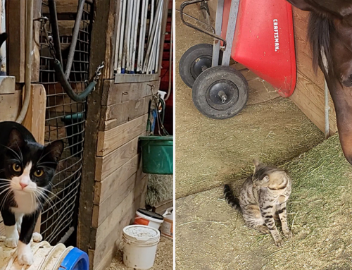 Louisiana ‘Barn Cat Lady’ Hopes to Change How Everyone Sees These Felines