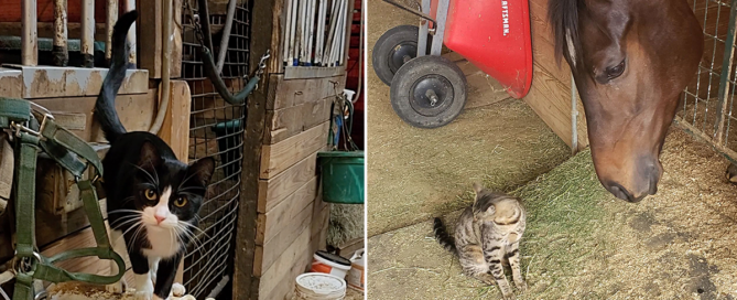 Rochelle, Barn Cat Lady, central Louisiana, Opelousas, barn cats, feral cats
