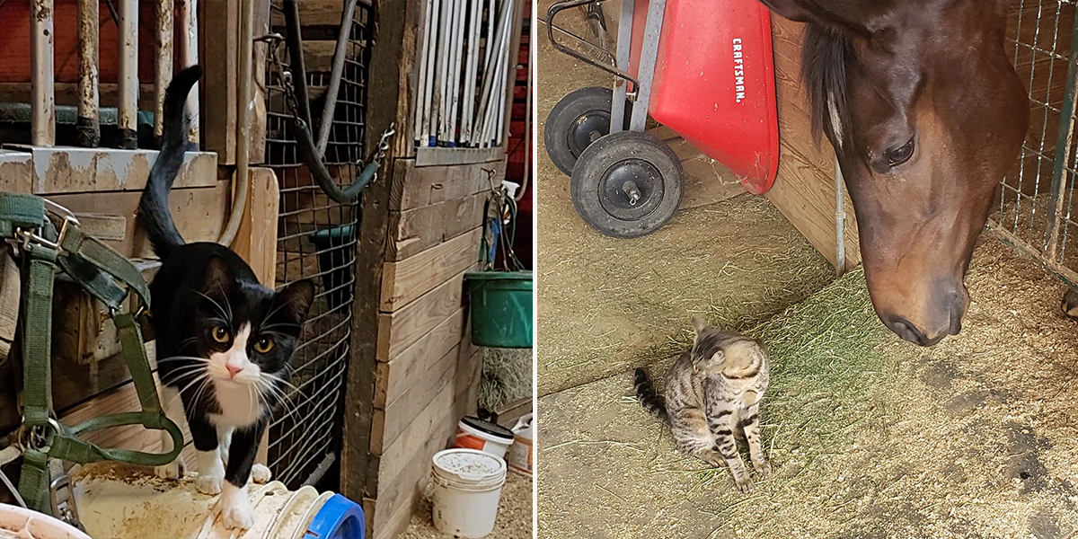 Rochelle, Barn Cat Lady, central Louisiana, Opelousas, barn cats, feral cats
