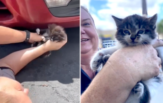 Humane Officer Karin Hits the Hot Pavement to Save a Trio of the Fluffiest Cute Kittens, Officer Gretchen Byrne, Cat cop, kittens rescued from car engine, McDonalds