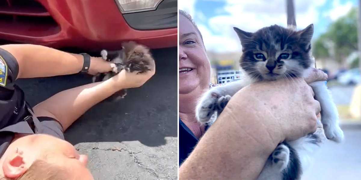 Humane Officer Karin Hits the Hot Pavement to Save a Trio of the Fluffiest Cute Kittens, Officer Gretchen Byrne, Cat cop, kittens rescued from car engine, McDonalds