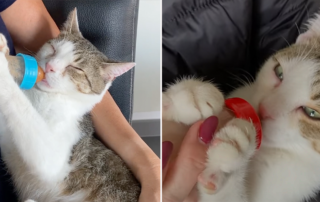 Jovie's Home, Adult cat likes to be bottle-fed like a baby, bottle-feeding adult, adult bottle, Netherlands