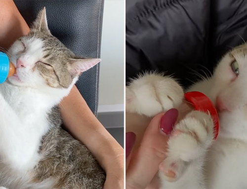 Rescued Cat Adores Being Bottle-Fed Like a Baby – At Two Years Old!