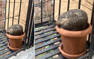 Brooklyn, New York, Dora the tabby kitten showed up on a fire escape, cat chooses family, cat distribution system, Greenpoint Cats, rescued kitten