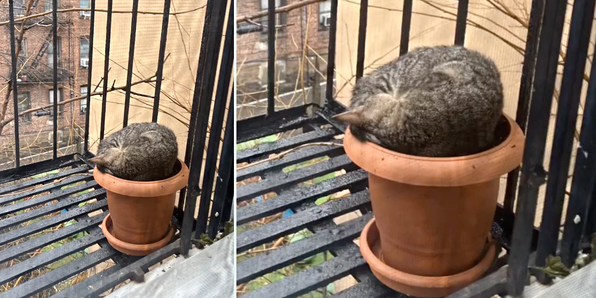 Brooklyn, New York, Dora the tabby kitten showed up on a fire escape, cat chooses family, cat distribution system, Greenpoint Cats, rescued kitten