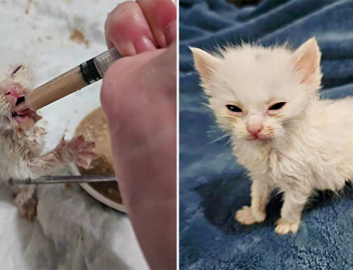 Fierce Tiny Kitten ‘Cinder’ Reminds Us of Ourselves Before Our Morning Coffee