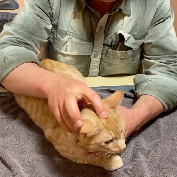 Simple Techniques You Can Try at Home to Help Relax Stressed Cats