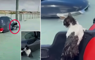 Dubai, historic rainfall, police save cat clinging to a submerged car's door handle, flash floods in United Arab Emirates, cat rescue