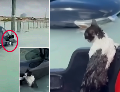 Soaked Cat Seems to Say ‘Thank You!’ to Man After Rescue from Historic Rains in Dubai