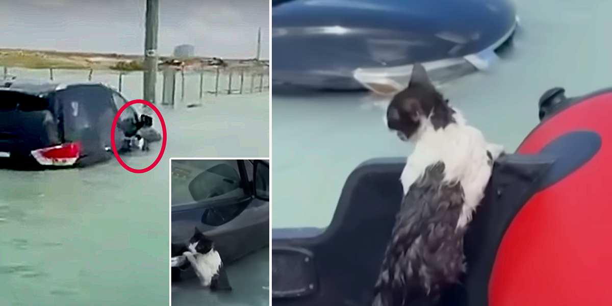 Dubai, historic rainfall, police save cat clinging to a submerged car's door handle, flash floods in United Arab Emirates, cat rescue