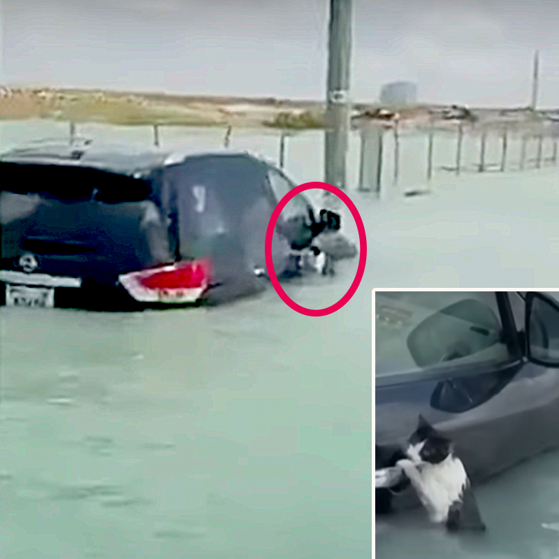 Dubai, historic rainfall, police save cat clinging to a submerged car's door handle, flash floods in United Arab Emirates, cat rescue