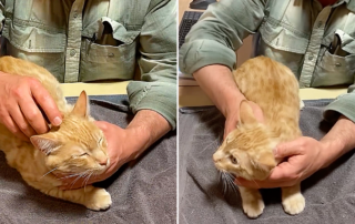 Dr. Gary Richter, Acupressure for Cats, holistic care for cats and pets, Longevity for Cats: A Holistic, Individualized Approach to Helping Your Feline Friend Live Longer and Healthier, Holistic Veterinary Care, California