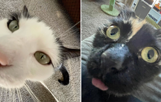 Halie Stucker, Wisconsin, Stevens Point, Harold and Beebis, Sasha, Feline/Canine Friends, Inc., The Goobers, Cartoon cats, Silly cat videos, I Swallowed Shampoo, Soupy Garbage Juice, Mummy Joe