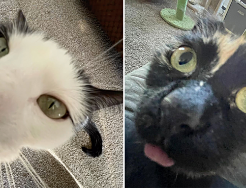 Two Rescued Cats are Total Goobers and That’s Why We Love Them