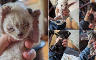 The Hawthorne Witches Tea, cat rescue in coastal Oregon, Hoarding house, neonatal kittens, Hoarders, magic