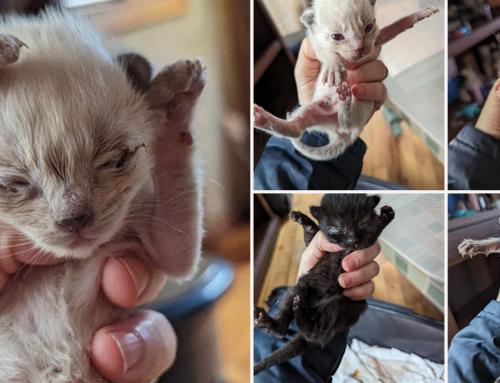 It Takes a Little Magic to Find and Save All the Kittens In a ‘Horrific’ Hoarding House