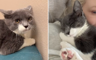 Jax With A Twist, Huge, Orange County, California, Lacy Fortier, OC Realtor, Marcus D. Shelby, feral shelter cat, cat labeled mean snuggled with new adopted family overnight