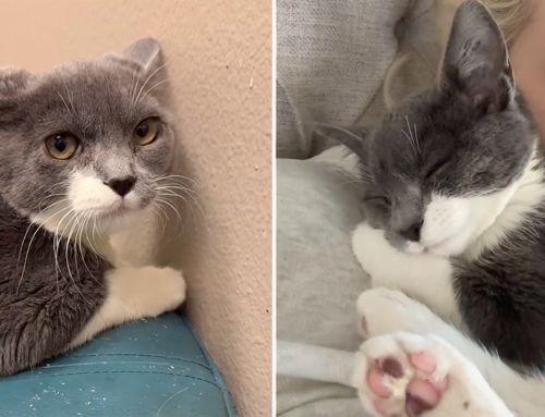 Shelter Almost Released ‘Mean’ Cat Until Family Realized He Was a Heaven-Sent Angel