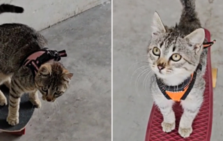 Kibrit, Match the Skatecat, Vasto, Italy, Marco Spadaccini, skateboarding cat, skateboard