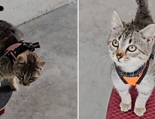 Rescued Tabby Found Meowing on a Hill Takes to a Skateboard Like a Pro