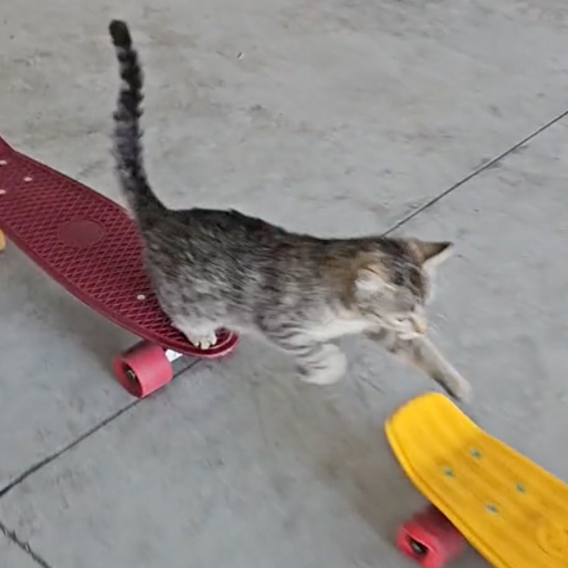 Kibrit, Match the Skatecat, Vasto, Italy, Marco Spadaccini, skateboarding cat, skateboard, 3