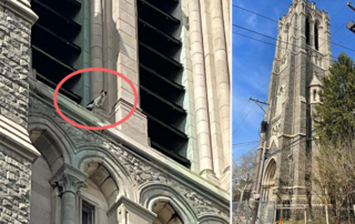 Hightower the cat, Ranger, rescue from a church tower, St. Edward the Confessor belfy, Philadelphia, Pennsylvania, Kolony Kats