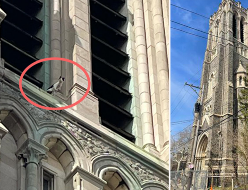 That’s No Gargoyle! Rescuers Help Save Cat Meowing from Church Tower for Days