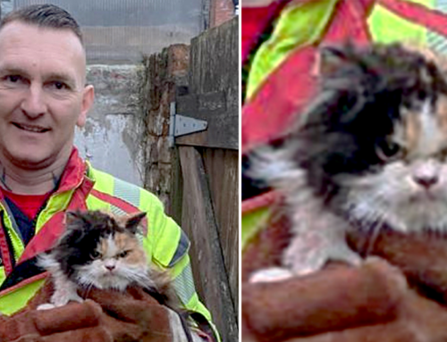 Heroic Rescue of Lancashire Cat Takes an Unexpectedly Hilarious Turn