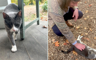 The Black Thornberry, Philadelphia, cat wedding crasher, Louise, Nina Love, couple of wedding guests adopt a cat