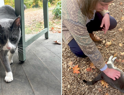 Guests Weren’t Expecting to Say ‘I Do’ until a Feline Wedding Crasher Showed Up