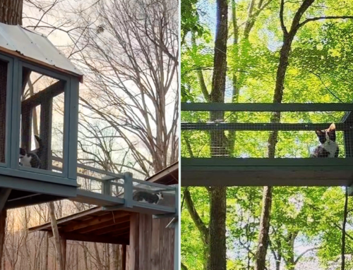 Enchanting Catio Treehouse Gives Rescued Kittens a View from Above