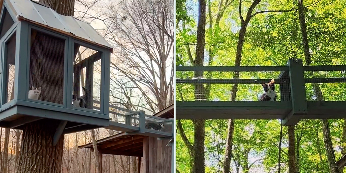 Nahimana Forest, Sean Dolan, Amber Wilkes Dolan, catio treehouse, Boone, North Carolina, catwalk, outdoor space for cats,