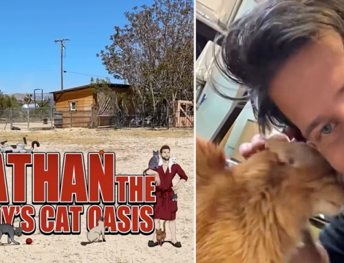 Nathan the Cat Lady is Building a Cat Oasis After Helping Save Hundreds of Cats and Dogs in Oklahoma
