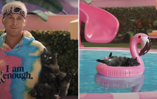 OwlKitty, Lizzy, cat, Portland, Oregon, Thibault Charooppin and Olivia Boone, Barbie parody, Ken, Ryan Gosling, Margot Robbie